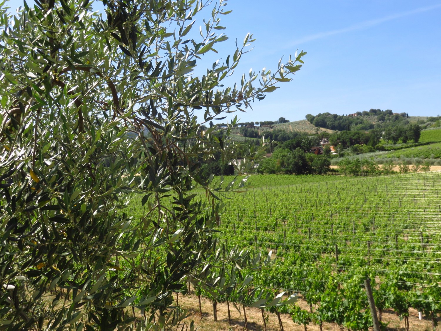 Caprai Şaraphanesi - Umbria'da yapılacak en iyi şeylerden biri