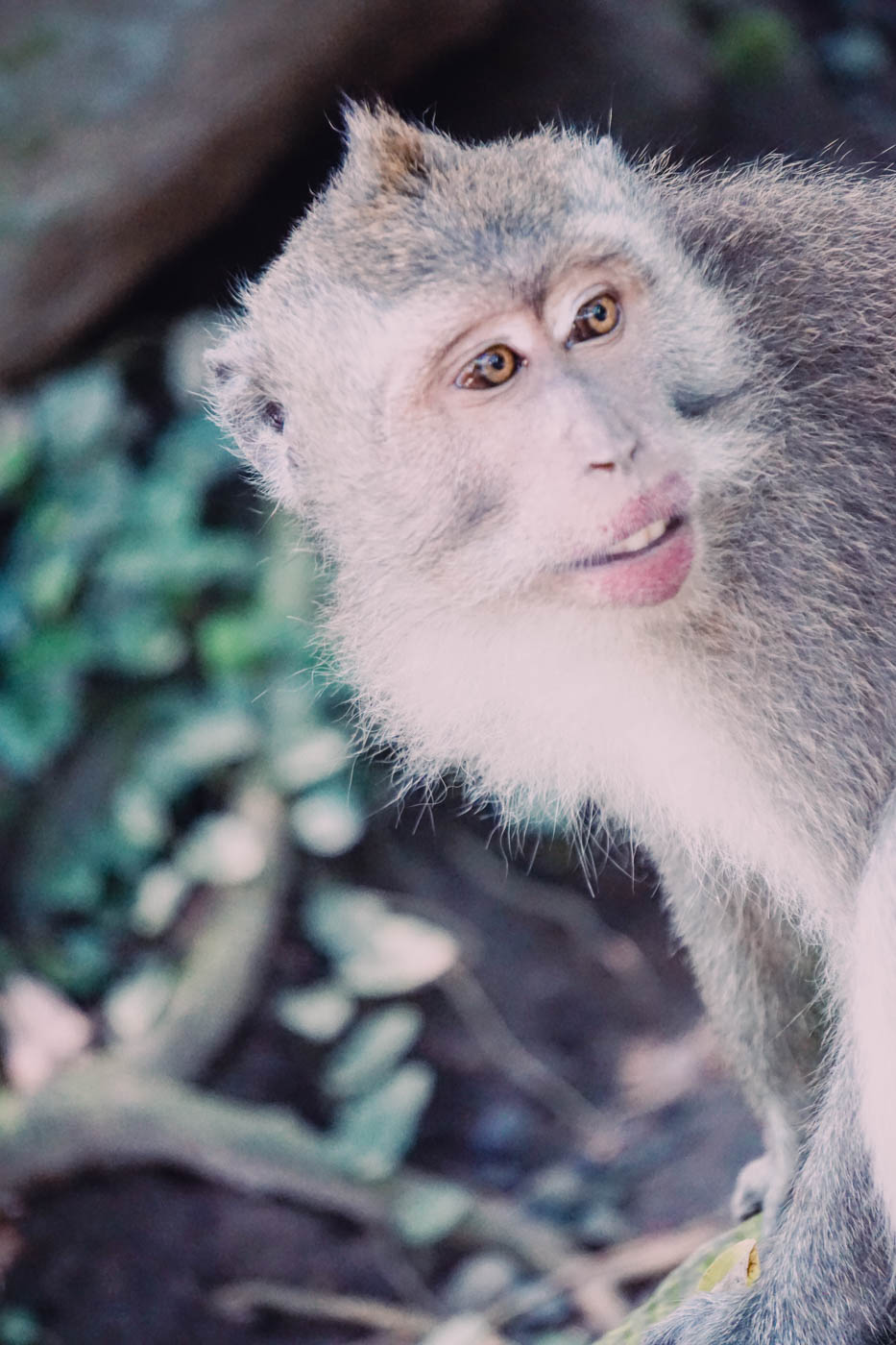 Ubud Maymun Ormanı - Bali'de Yapılacak En İyi Şeyler #traveldestinations #bali #beautyplaces