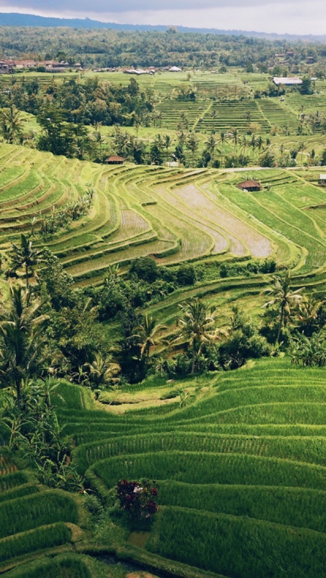 Jatiluweh Pirinç Tarlaları - Tabanan, Bali'de Yapılacak En İyi Şeyler