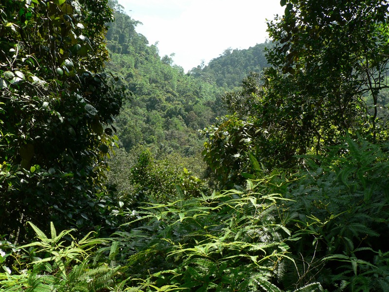 Sinharaja_Rainforest_-_panoramio