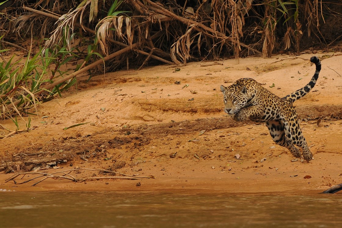 Jaguar Hareket Halinde