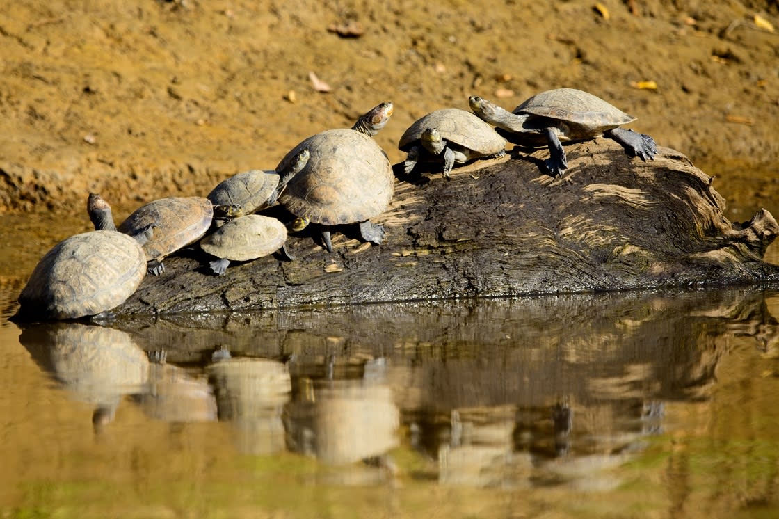 Sarı benekli nehir kaplumbağaları grubu