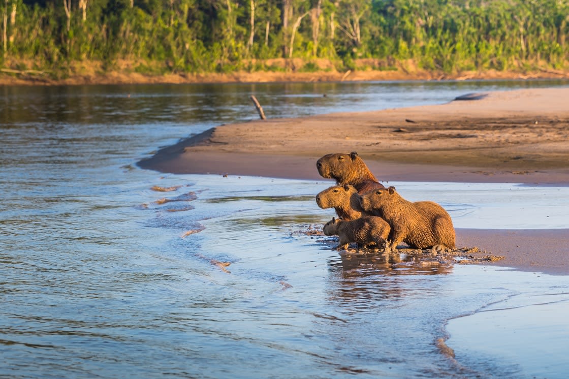 Perulu Amazon'da Capibara Ailesi