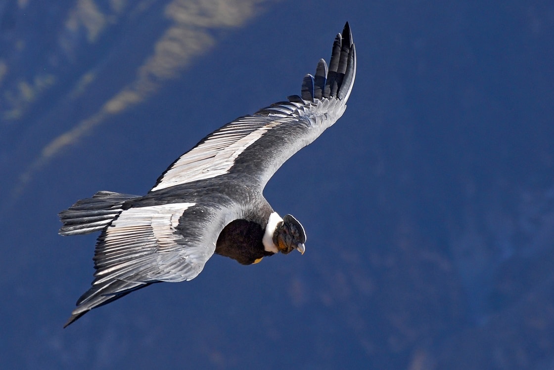 And Condor (akbaba Gryphus)