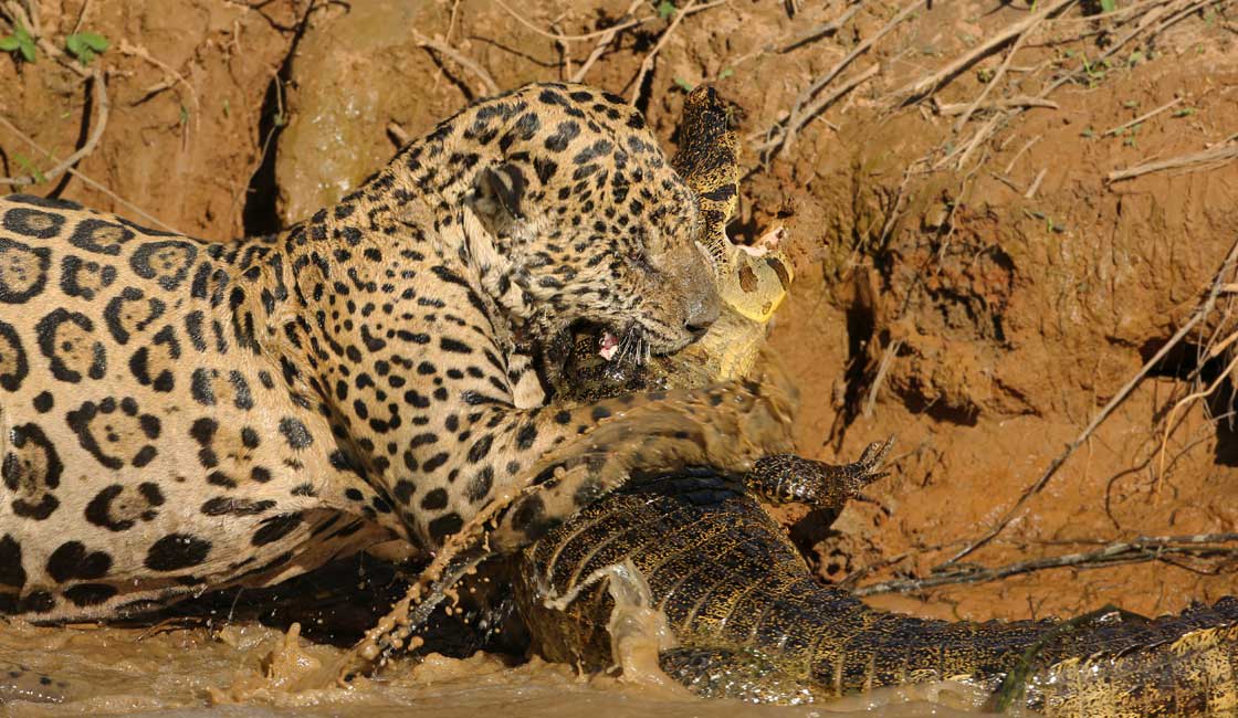 Pantanal'da jaguar saldırısı