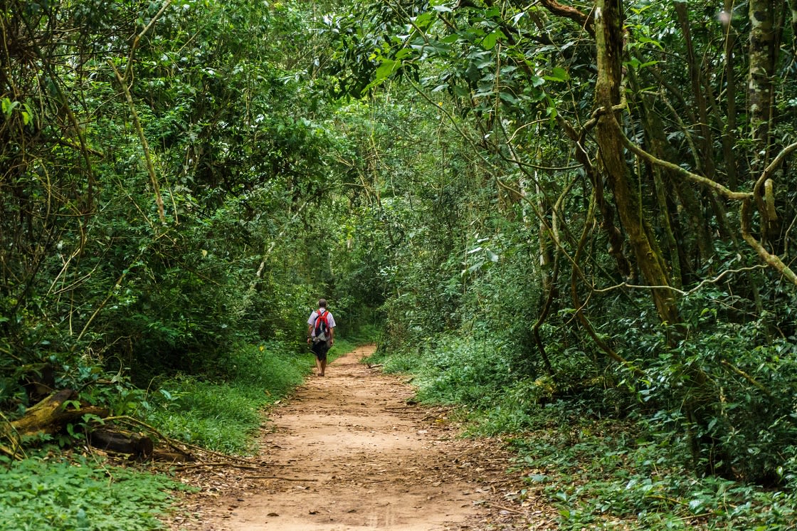 Yürüyüş,In,The,Yağmur Ormanları,Of,Iguazu,Ulusal,Park