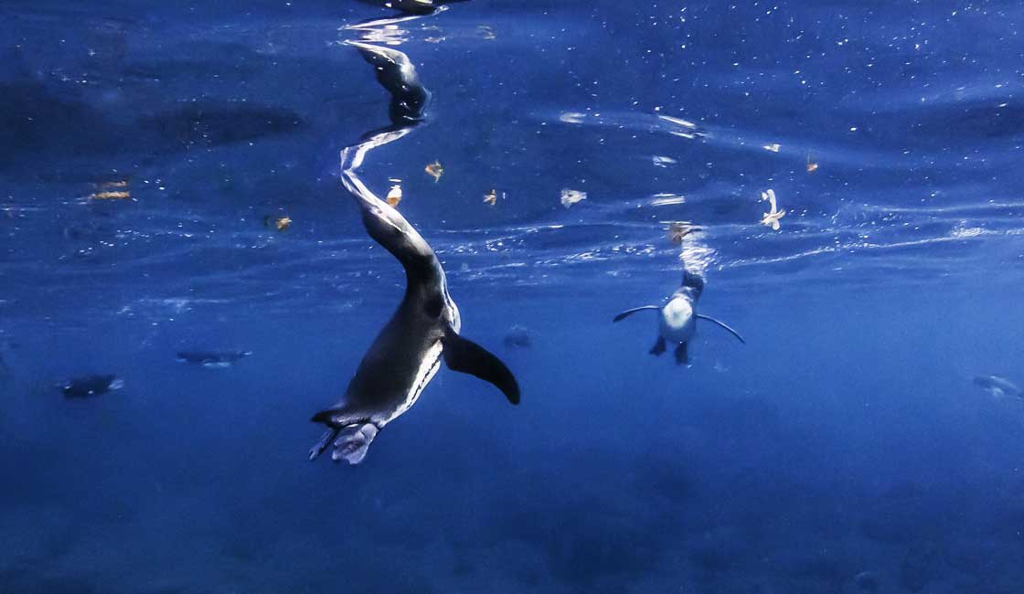 Su altında balık yakalayan penguenler