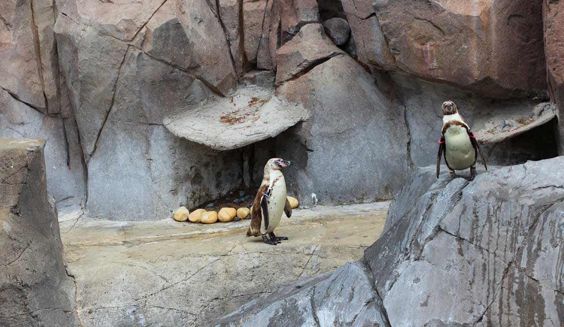 bir çift penguen