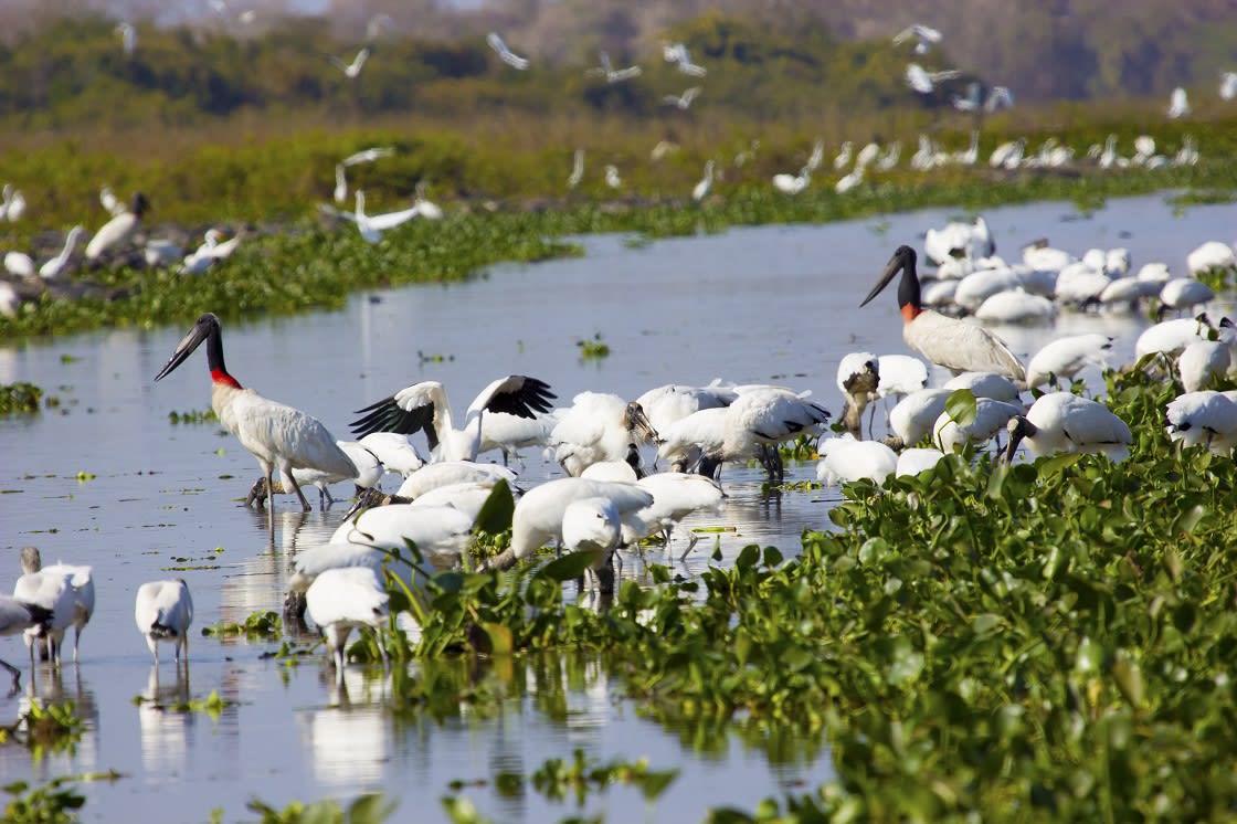Pantanal Pocone Mato Grosso Brezilya'da Yiyen Kuşlar 