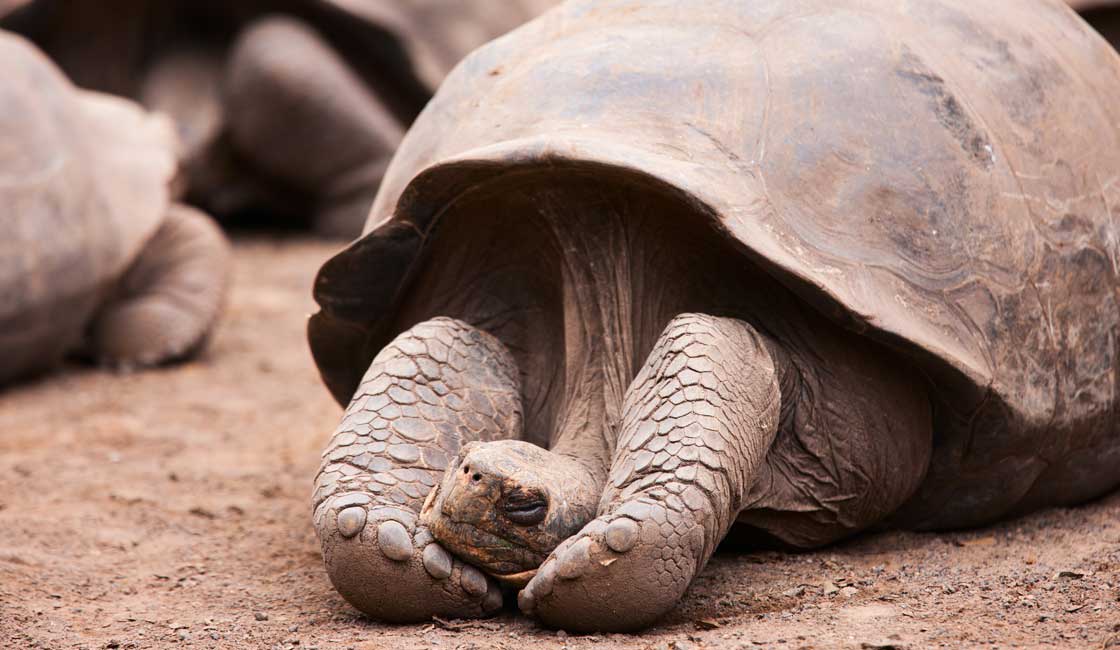 kaplumbağa uyku