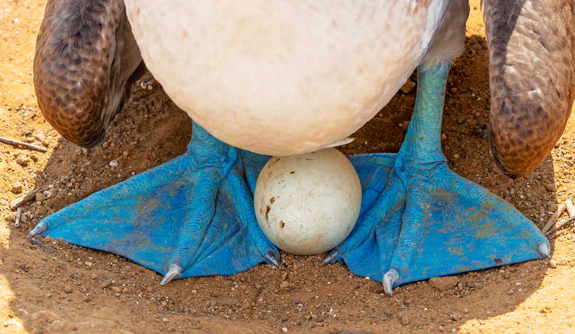 Mavi ayaklar ve bir bubi yumurtası