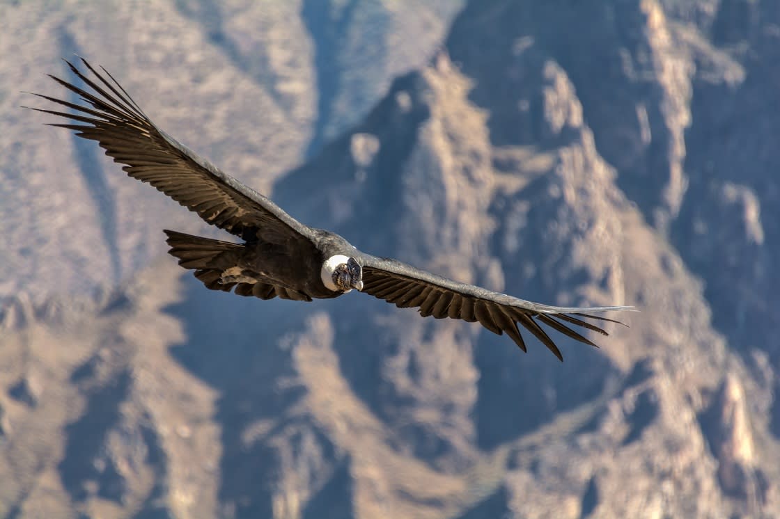 And Condor, En Büyük Uçan Kuşlardan Biri