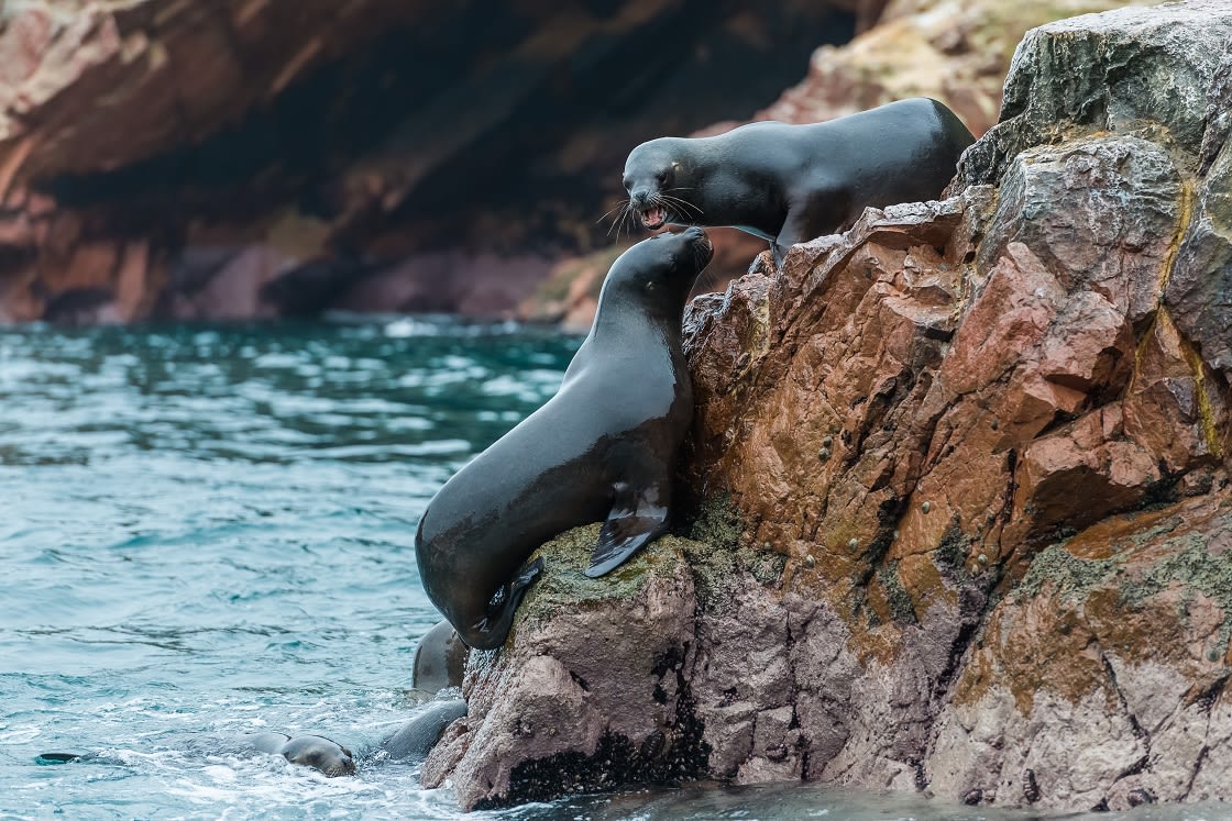 Ballestas'ta deniz aslanları