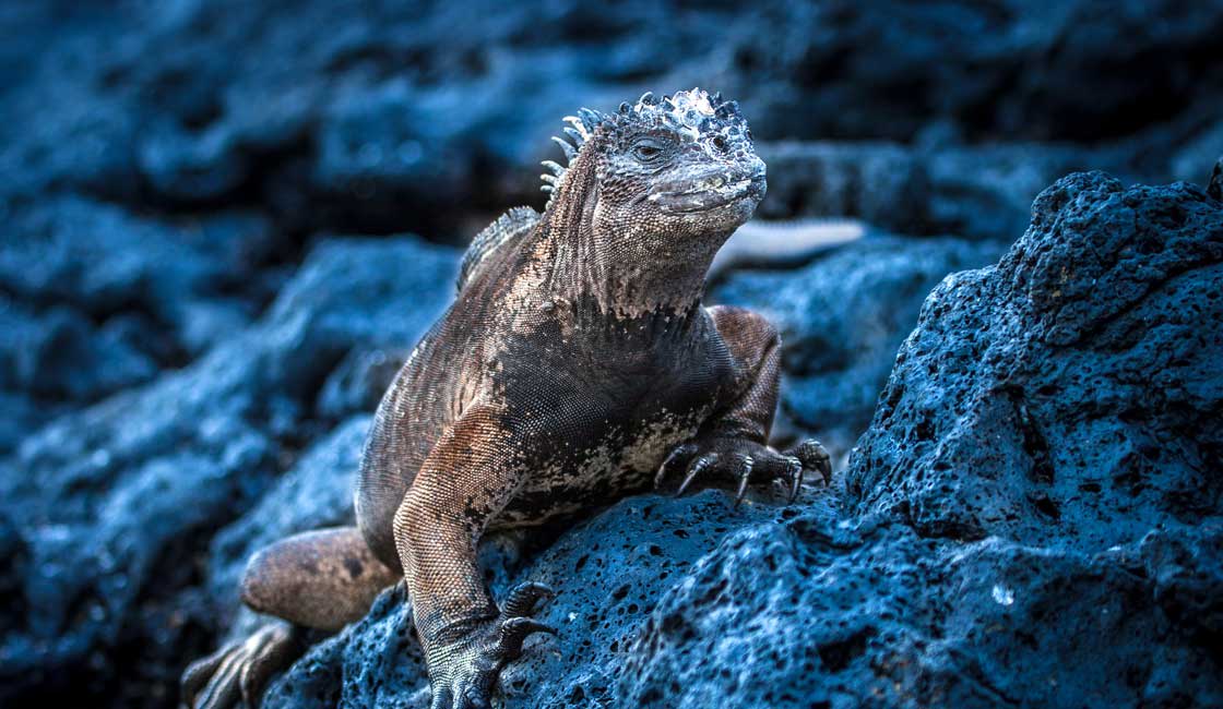 Akşam ışığında bir kayanın üzerinde iguana