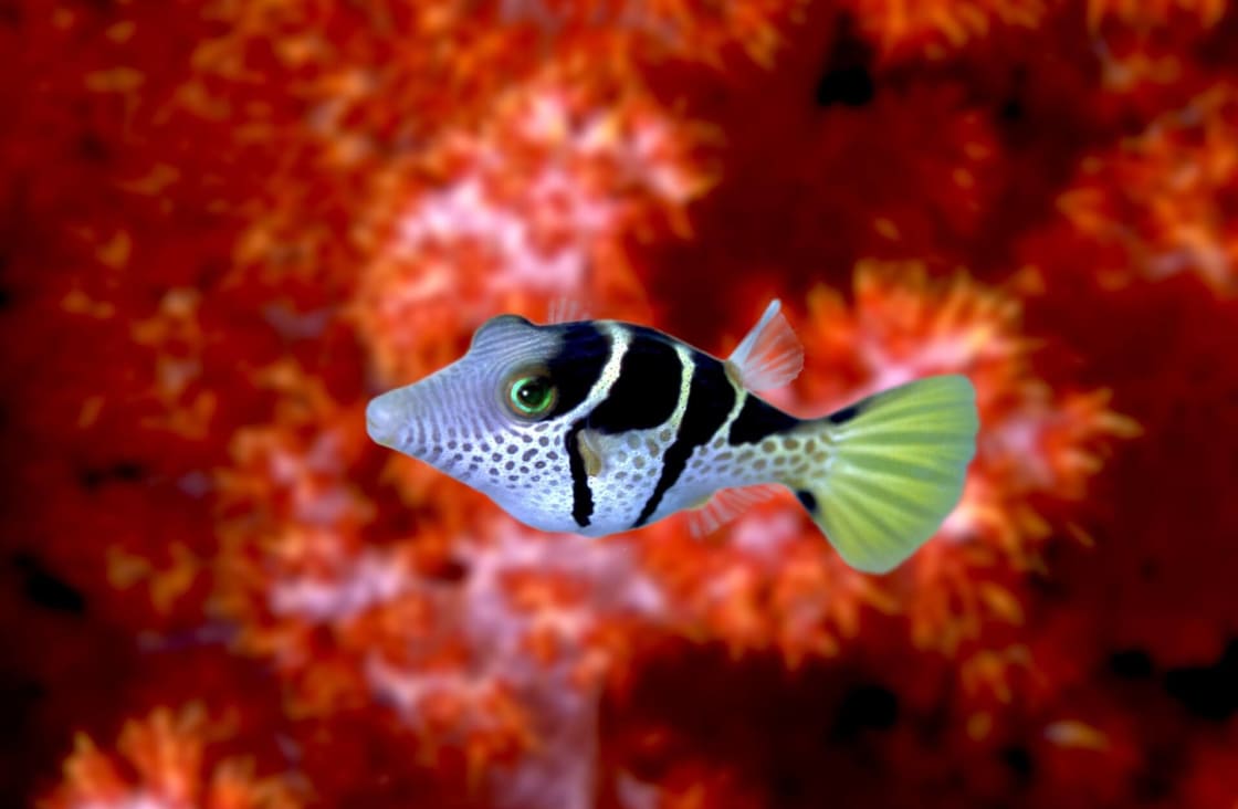 Similan Adaları'ndaki yavru kutu kirpi balığı