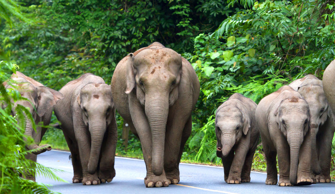 khao yai milli parkındaki filler