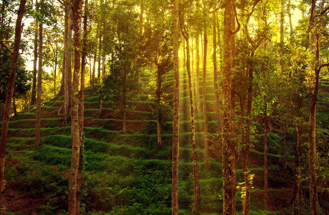 ormandan gelen güneş ışığı