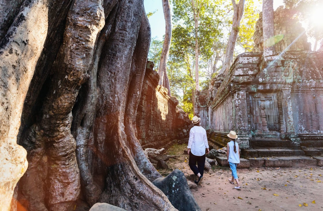bir tapınaktaki ağaçlar
