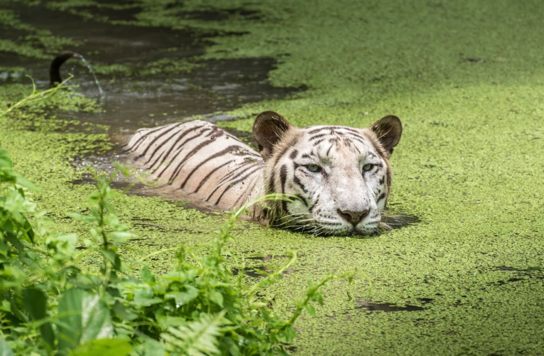 White Bengal Tiger half submerged in marshy water at Sunderbans National Park