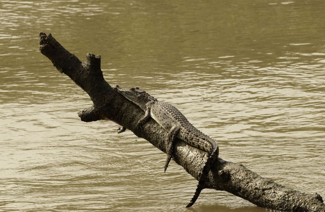 Crocodile basking under the tropical sun at Bhitarkanika National Park