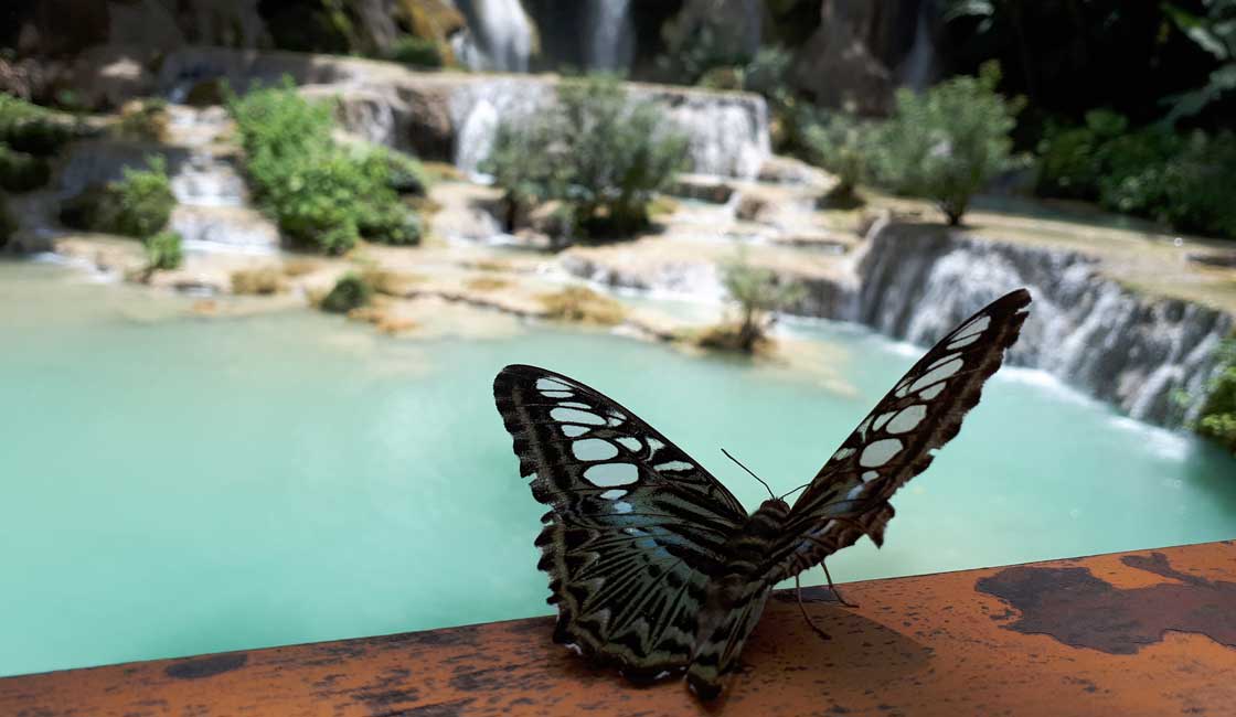 Butterfly near the waterfall