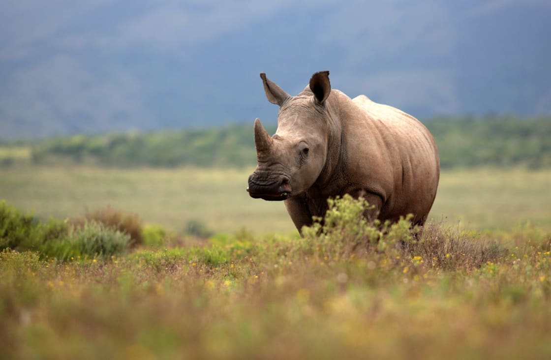 One-Horned Rhino in Kaziranga National Park