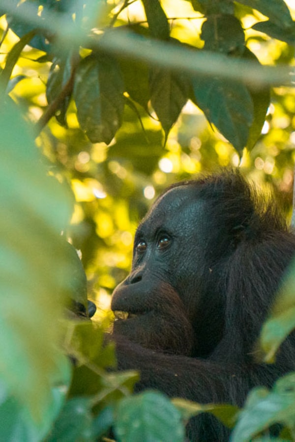 Borneo'daki orangutanlar