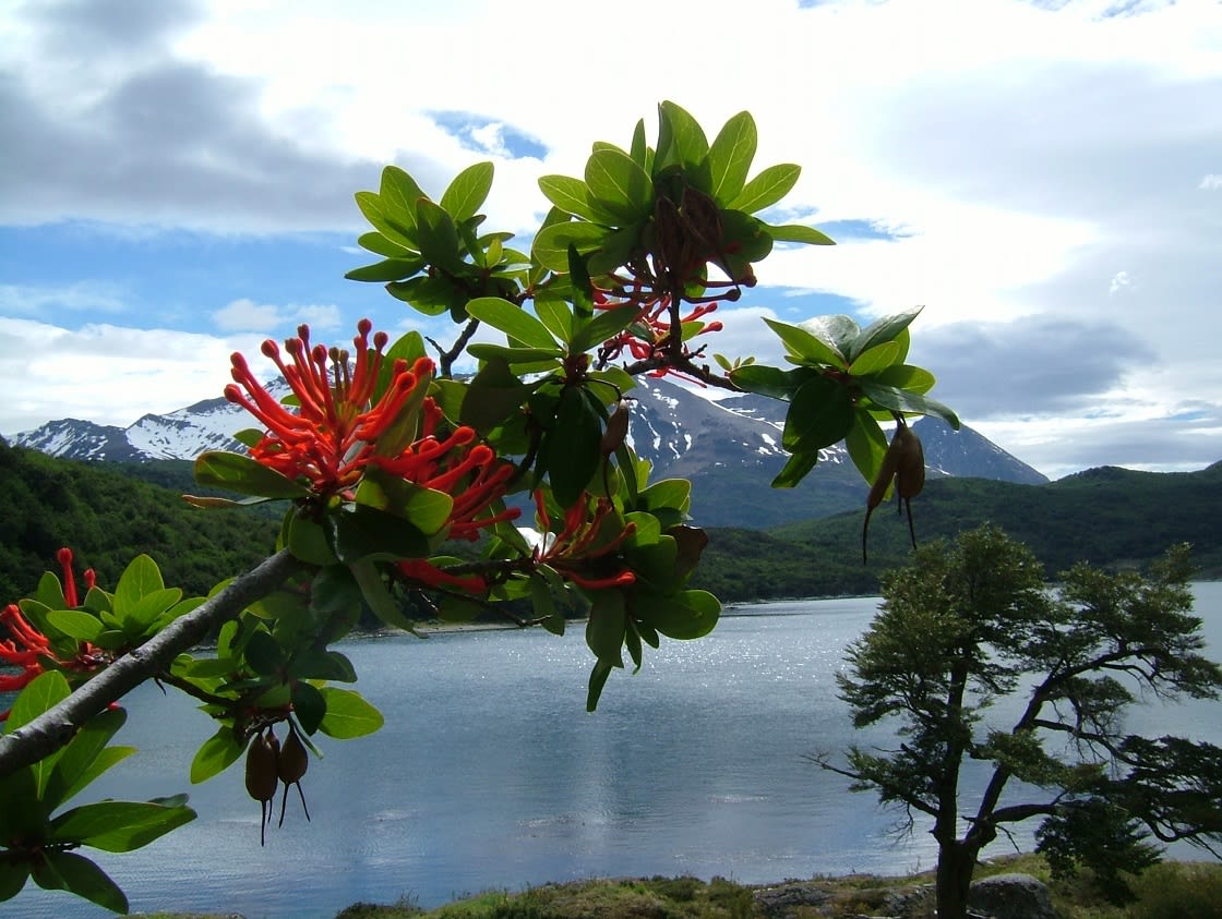 Tierra del Fuego'da Notro Çiçeği