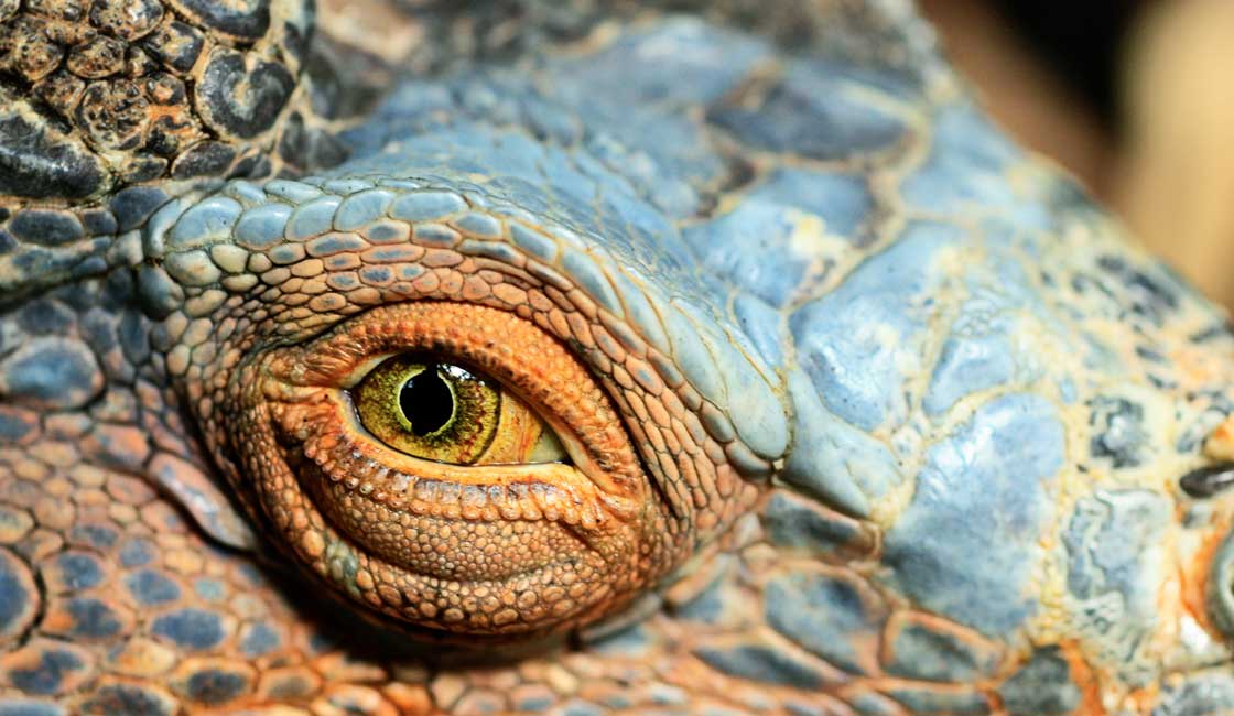 iguana, göz, portre
