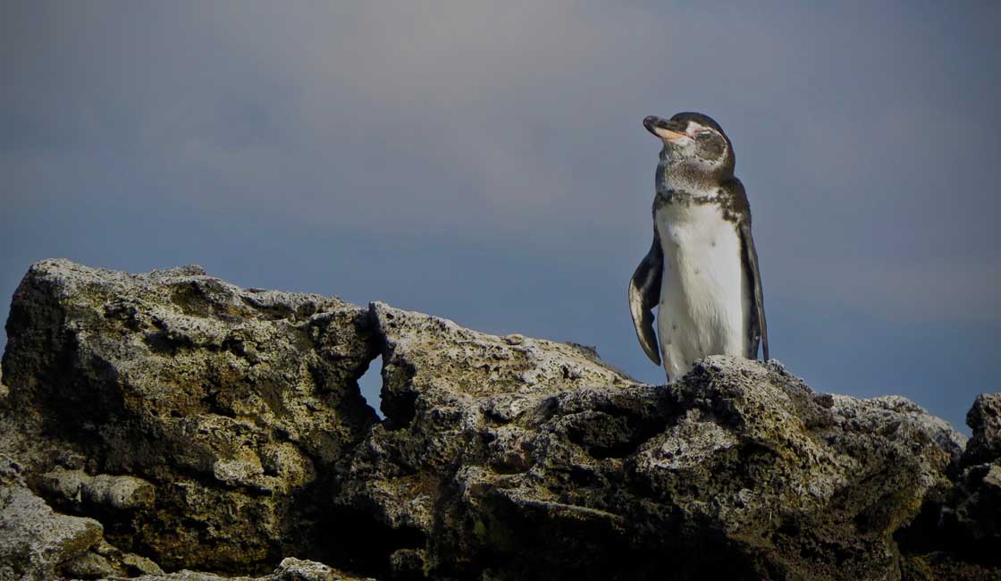 kayaların üzerinde penguen