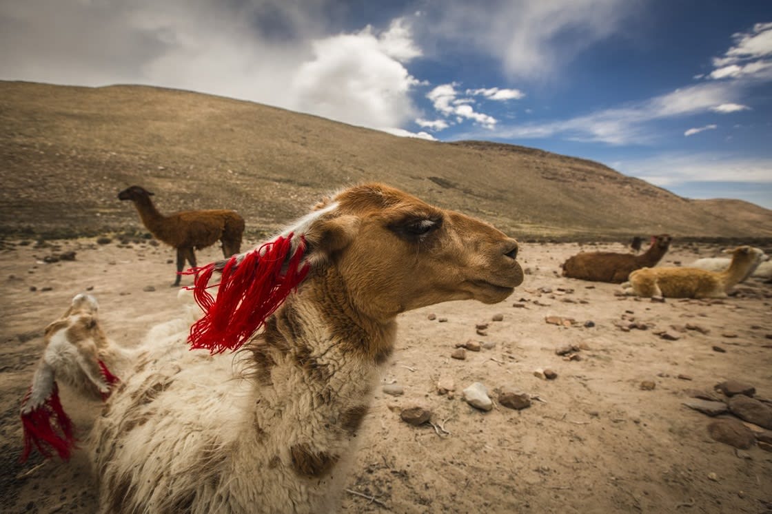 Colca Bölgesi'ndeki Lamalar, Peru