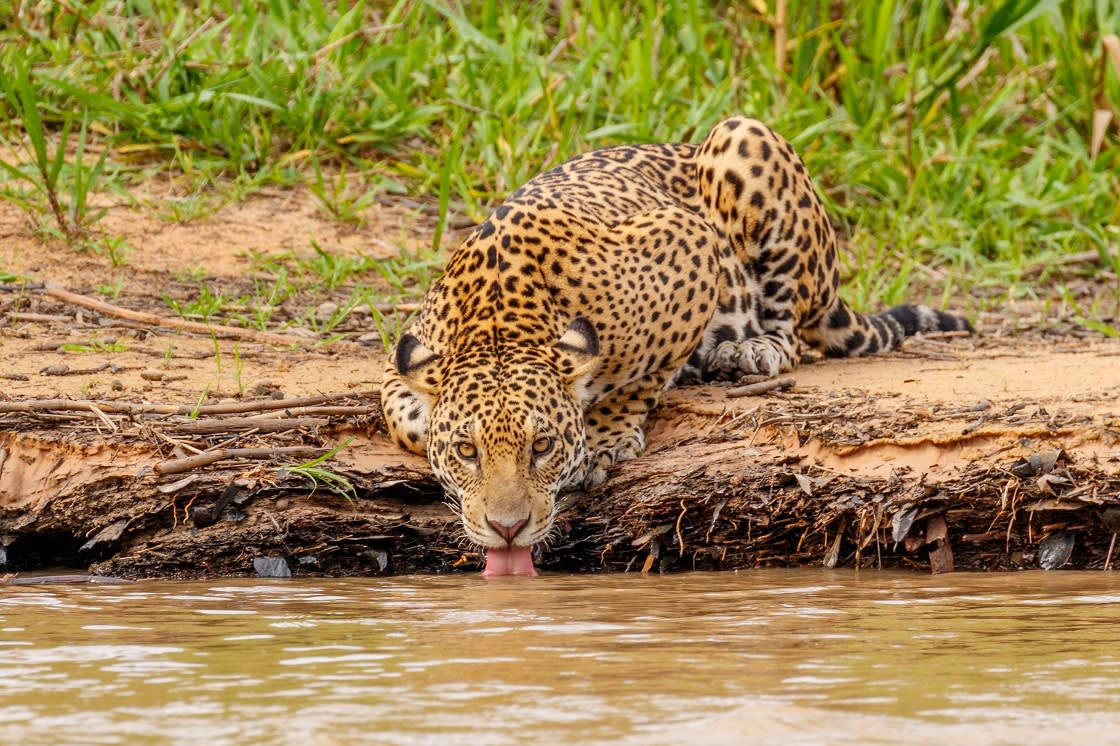 Vahşi Jaguar Doğal Yaşam Alanında Nehirden İçme Suyu, Pantanal - Brezilya
