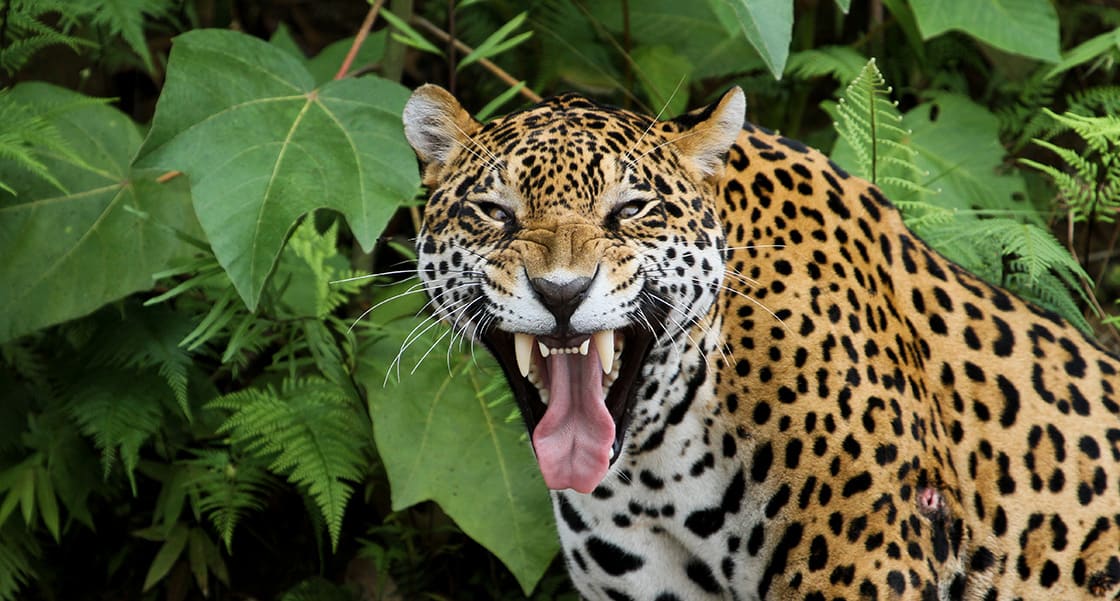 Amazon Ormanında Jaguar