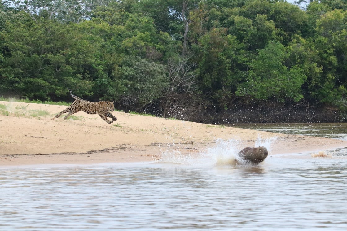 Jaguar nehir kıyısında Pantanal üzerinde Capibara avı 