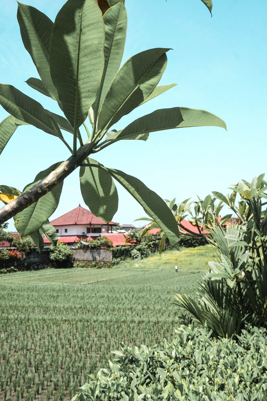Canggu, Bali - Pirinç tarlası