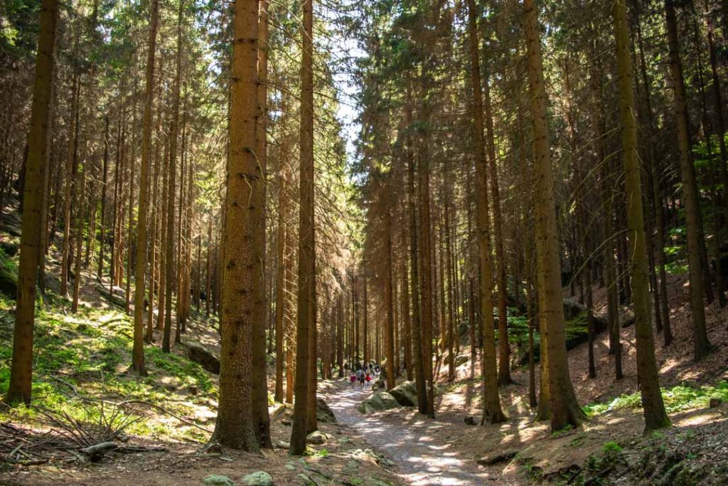 Çek Cumhuriyeti Ormanı