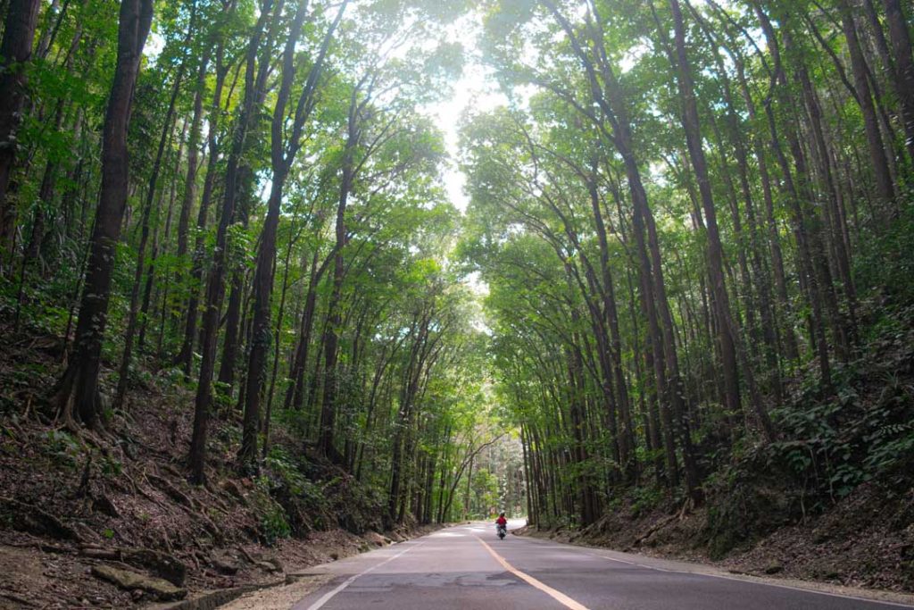 Bohol Adası Filipinler'i Ziyaret Eden İnsan Yapımı Orman