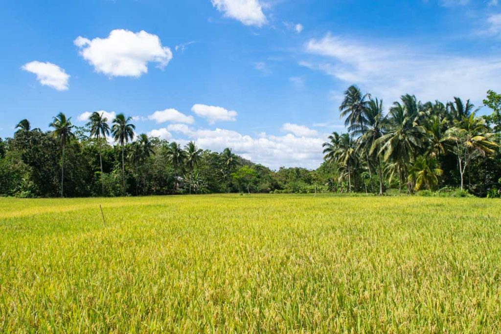 Bohol Pirinç Tarlaları
