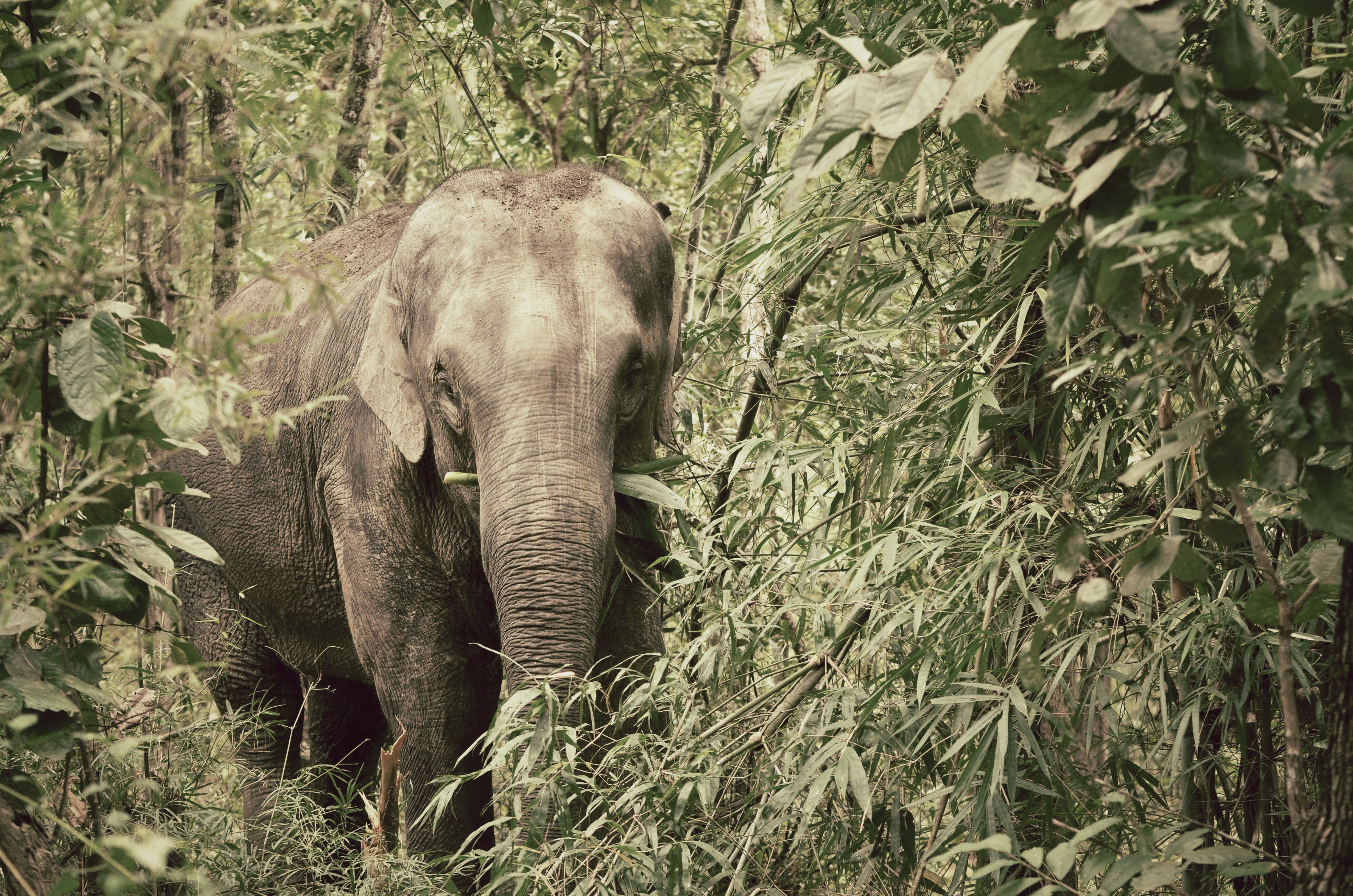 Chiang Mai'deyken Fil Doğa Parkı'nı ziyaret edin