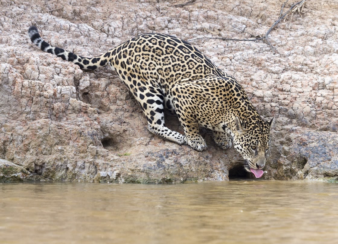 Nehirden Içme Vahşi Kadın Jaguar