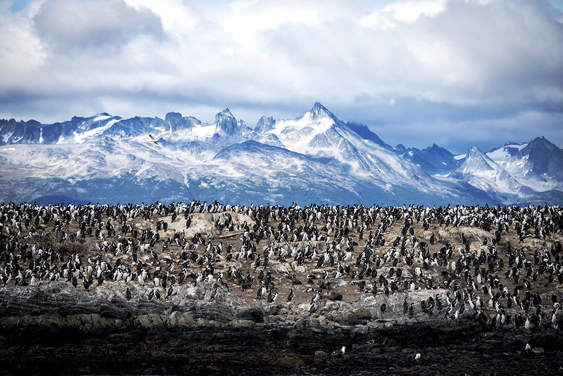 Tierra del Fuego'daki Macellan penguenleri