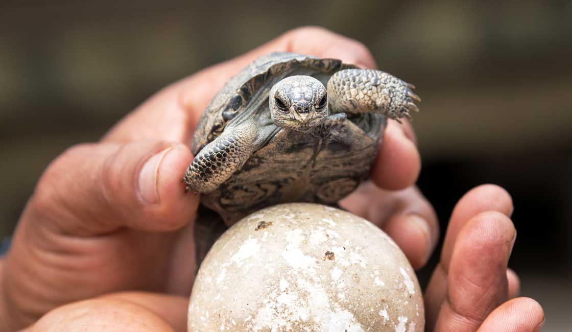 Bir insan tarafından tutulan bebek kaplumbağa ve kaplumbağa yumurtası