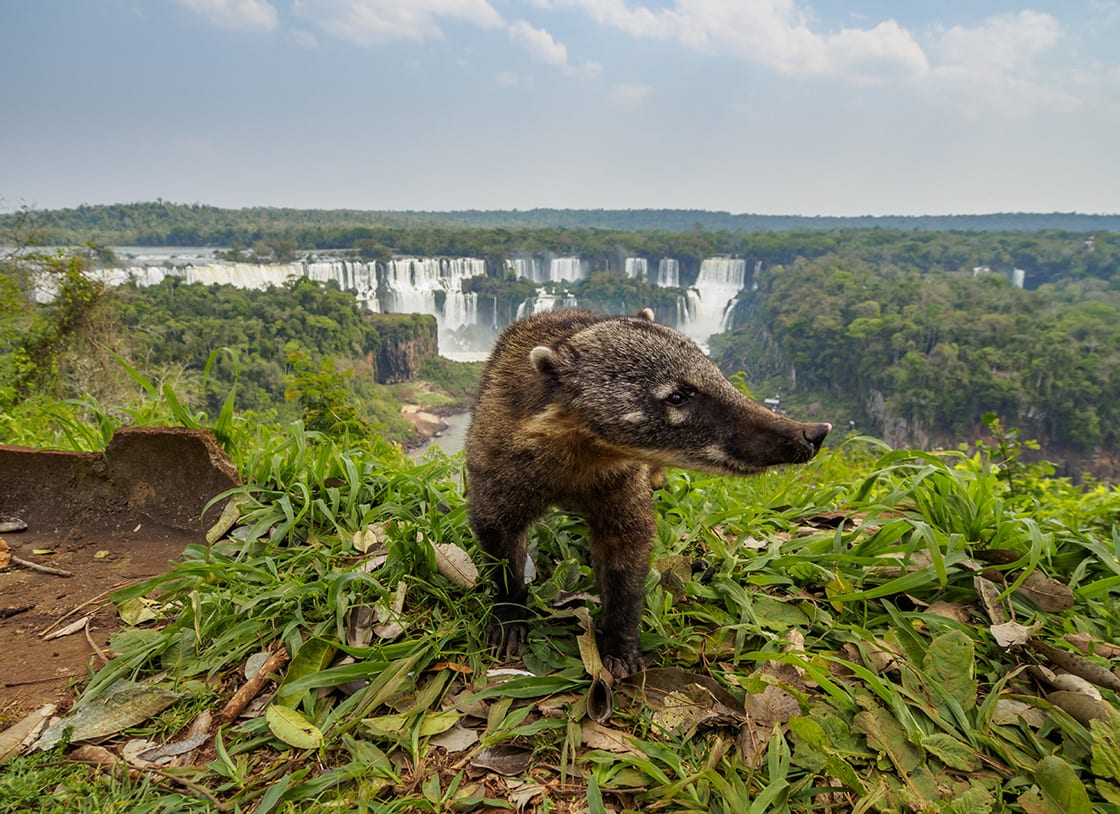 Brezilya Parana Eyaleti Foz Do Iguacu Güney Amerika Coatinasua