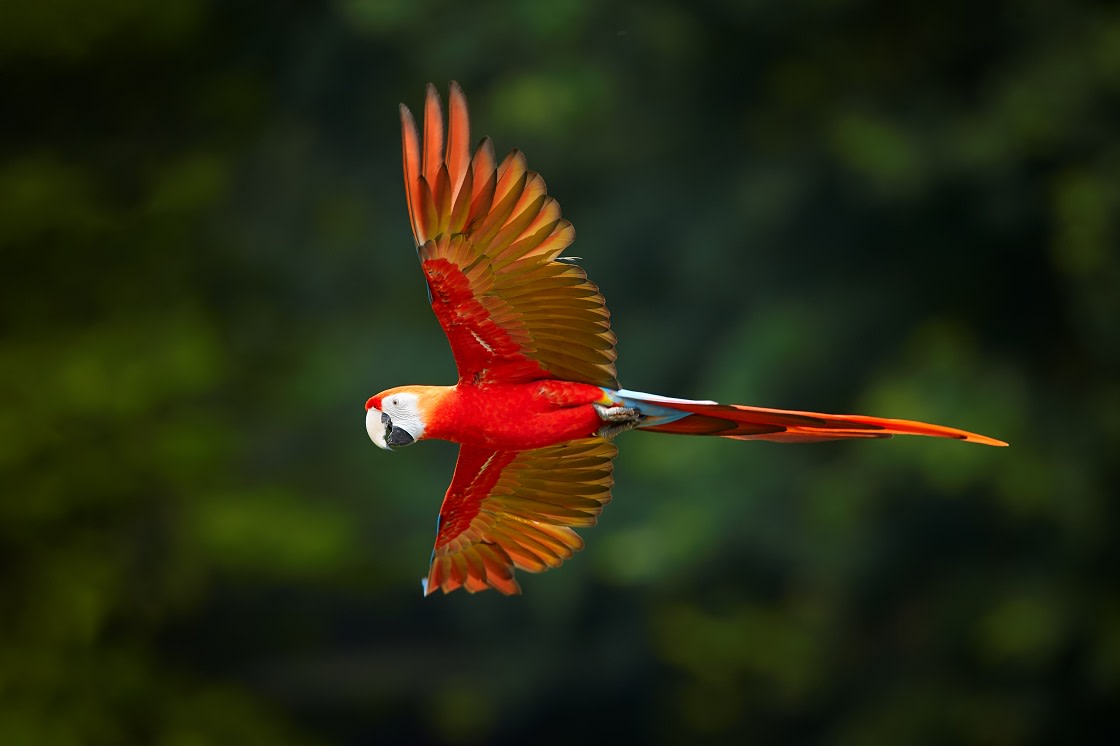 Rezervde Uçan Scarlet Amerika Papağanı