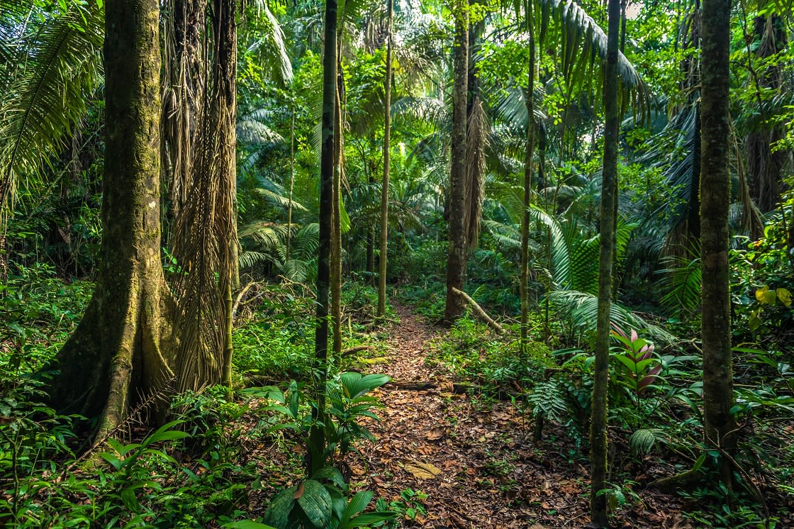 Manu Ulusal Parkı, Peru'daki Amazon Yağmur Ormanı