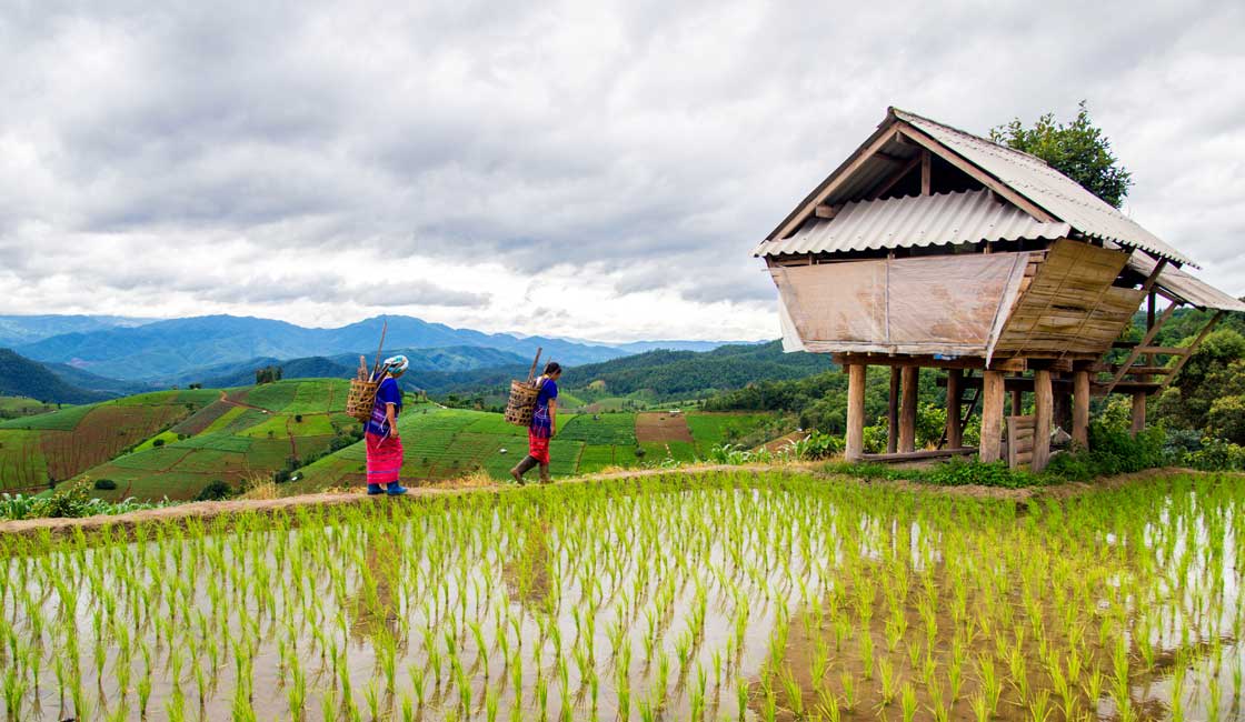 Pirinç tarlasında yürüyen etnik giysili iki kişi