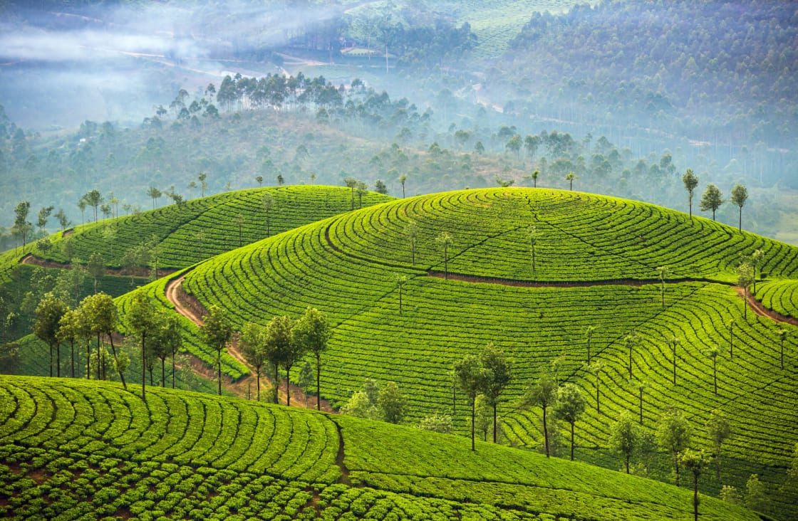 Darjeeling'in çay tarlaları