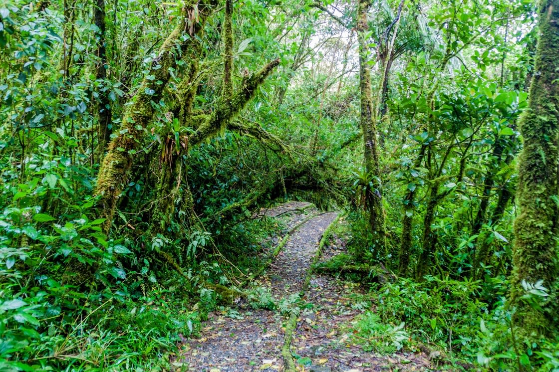 Milli Park Podocarpus Ekvador Yürüyüş Parkuru