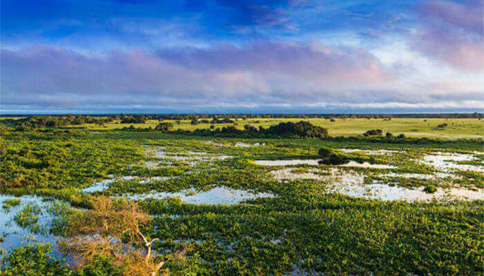 Pantanal Matogrossense Ulusal Parkı_22 Ekim