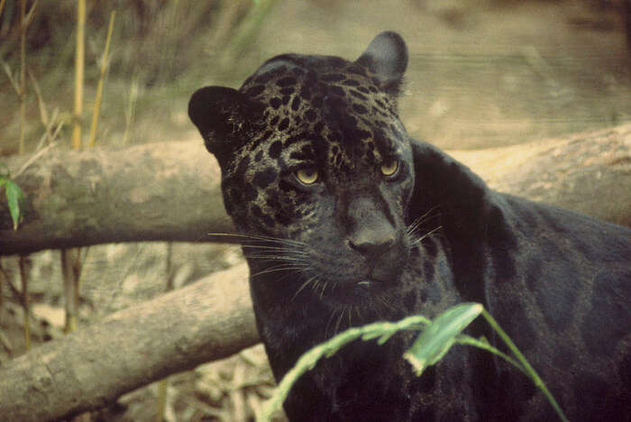 Siyah jaguar Görünümü